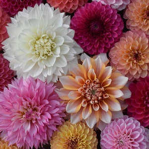 May include: A collection of vibrant dahlias in various colors, including white, pink, peach, and burgundy. The flowers are in full bloom, showcasing their layered petals and intricate patterns. The arrangement is a mix of different sizes and shapes, creating a visually appealing display.