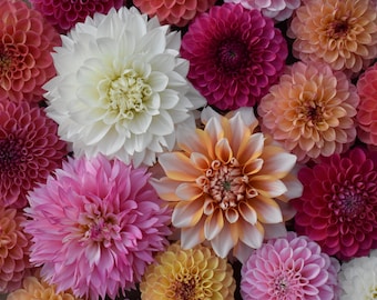 Dahlia Mystery Bag of 5 smalls and/or uglies, growers choice