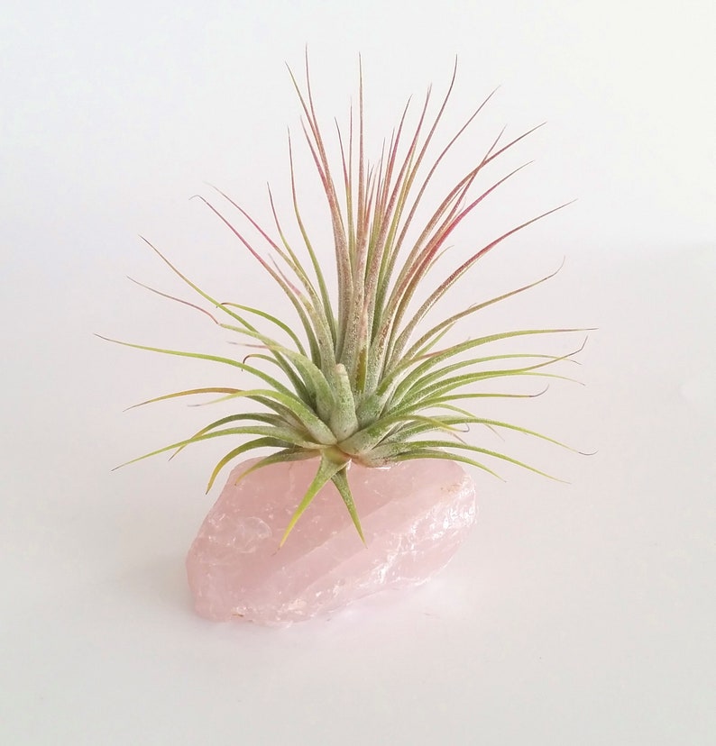 Mother/'s Day Gift Mom/'s Surprise Gift Special Air Plant Gift. Best Mom Ever Gift Air Plant on Rose Quartz Gemstone Air Plant Gift