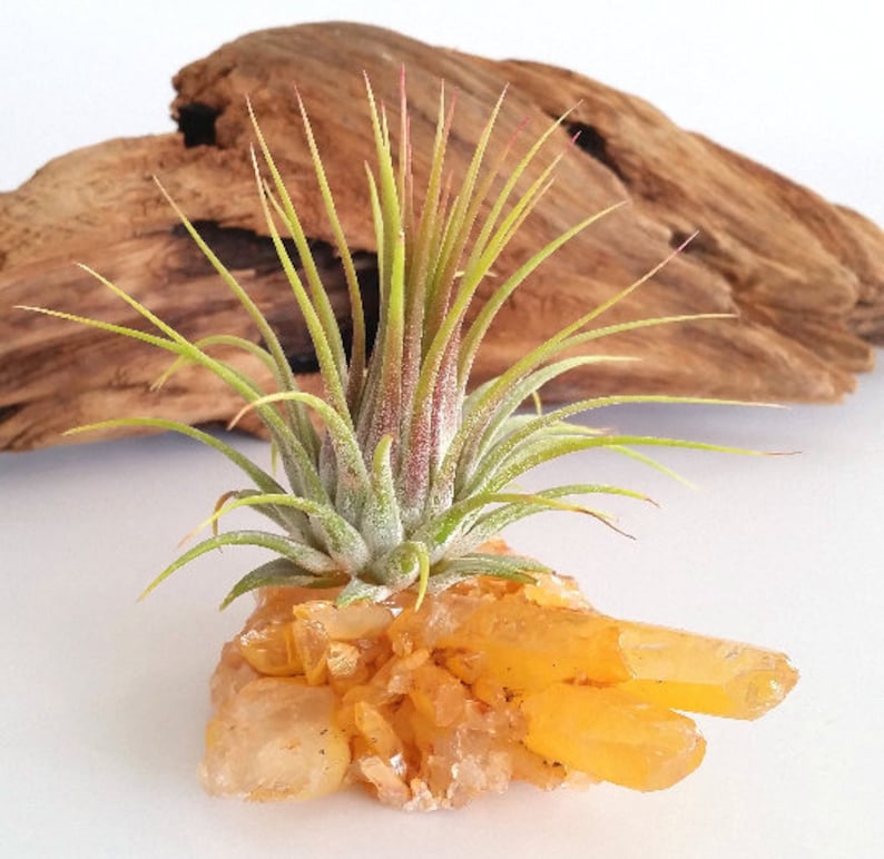 Thank You Gift Friend Gift Buddy Gift Perfect Gift Tangerine Quartz Rock Hound Gift Desk Gift Air Plant Gift Crystal Accessories