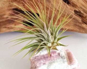 Rubellite Gemstone , Mother's Day Gift , Air Plant Gift , Wedding Gift  Desk Gift , Perfect Gift , Thank You Gift , Friend Gift