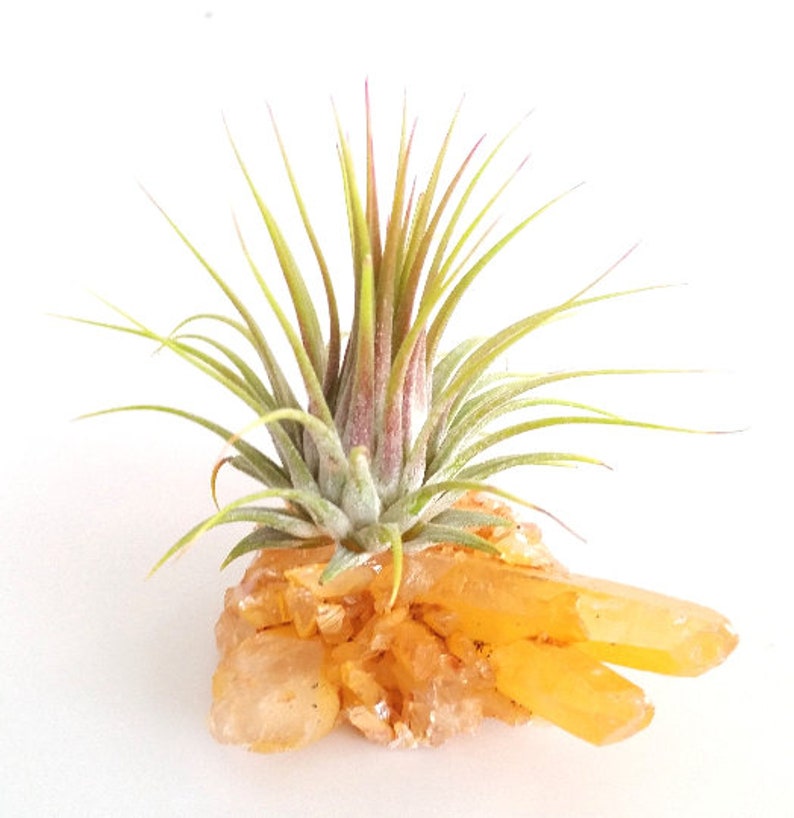 Thank You Gift Friend Gift Buddy Gift Perfect Gift Tangerine Quartz Rock Hound Gift Desk Gift Air Plant Gift Crystal Accessories