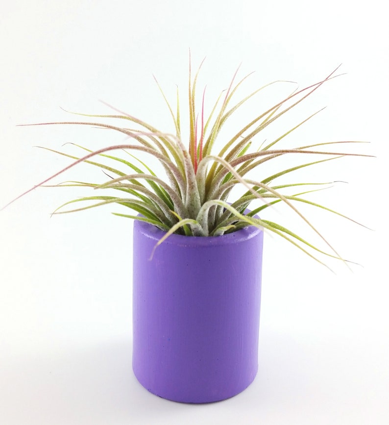 Girl Friend/'s Birthday Purple Lover Gift Wife/'s Birthday Coworker/'s Gift Happy Birthday  Dad/'s Birthday Air Plant in Purple Holder