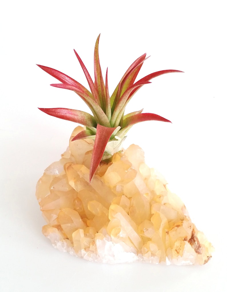 Thank You Gift Friend Gift Buddy Gift Perfect Gift Tangerine Quartz Rock Hound Gift Desk Gift Air Plant Gift Crystal Accessories