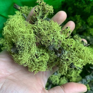 Lichen Moss, Reindeer Moss, Crafts and Arts, Gardening, Wedding Decor, Preserved Natural Green Art Wall Decor Florist, PNW Moss, Natural