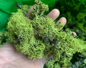Natural Live  Lichen Moss: Green Art Wall Decor