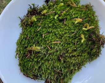 May include: A white ceramic bowl filled with a clump of green moss. The moss has a few brown pine needles mixed in.