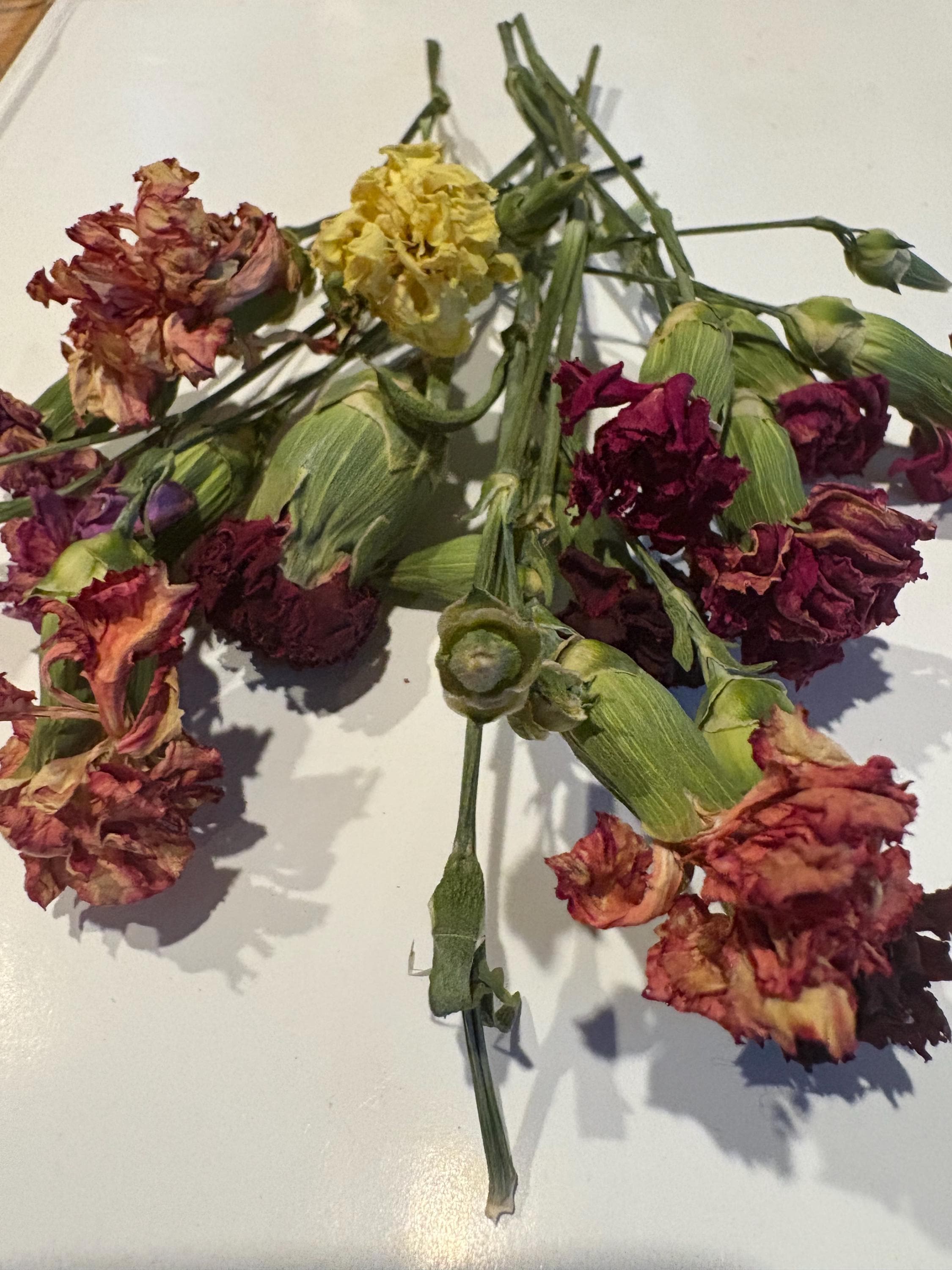 Air Dried Multicolor Carnations: Bulk Set of 12, Resin Art Project - Etsy