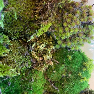 May include: A close-up of a variety of green moss, with different textures and shades of green. The moss is arranged in a cluster, creating a natural and organic look.