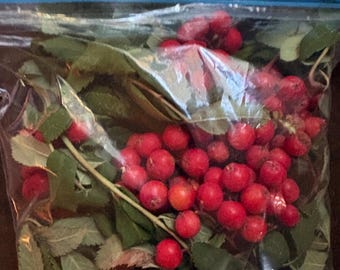 May include: A clear plastic storage bag with a blue zipper seal containing a collection of bright red berries attached to green stems and leaves. The berries are clustered together in small groups, filling the interior of the transparent bag.