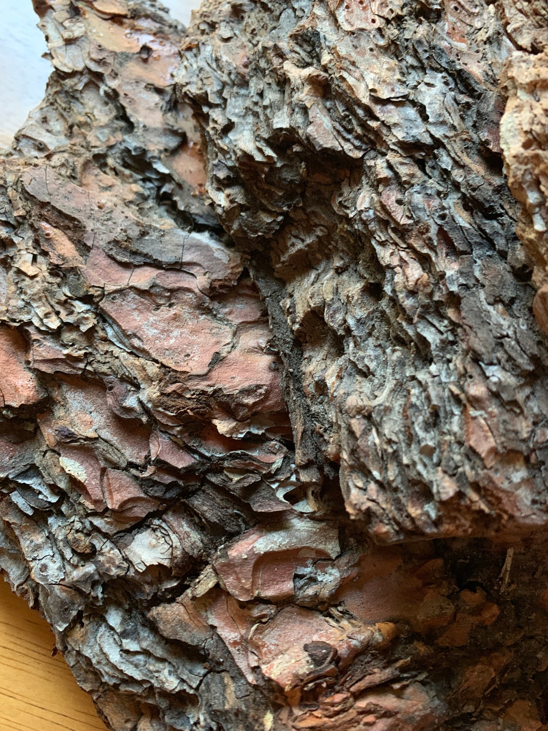 Ponderosa Pine Bark: Natural Craft Material, Terrarium Habitat, Rustic ...