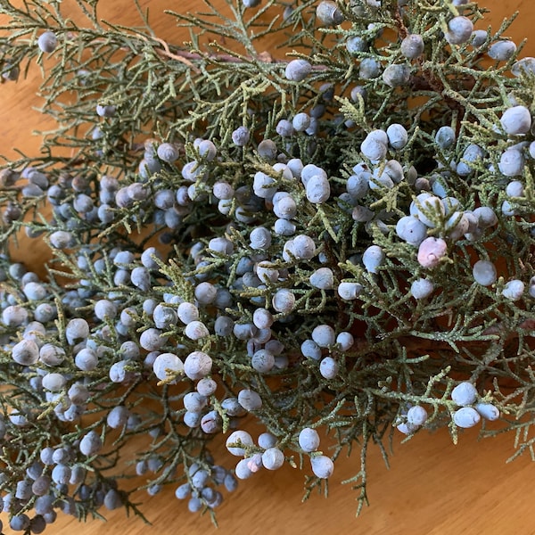 Fresh Juniper Branches, Juniper Berry branch, Fragrant Juniper with Berries