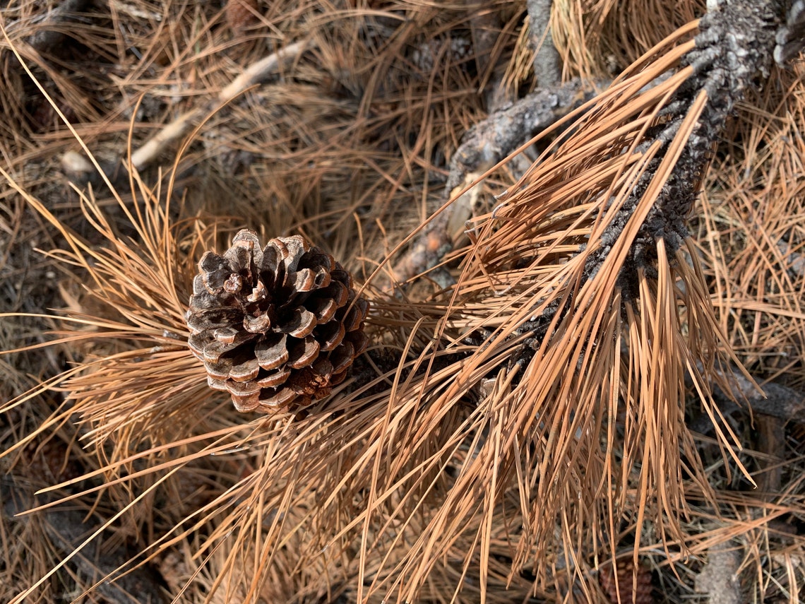 Dry Light Brown Pine Needle ,long Leaf Pine Needle, PNW Needle, Basket