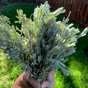 Organic White Sage Bundle: Fresh Oregonian Fragrance