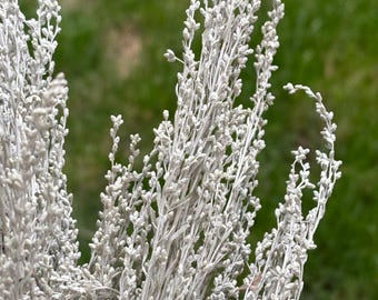 Sliver Sage Fowers, 8-10 stems of organic sage