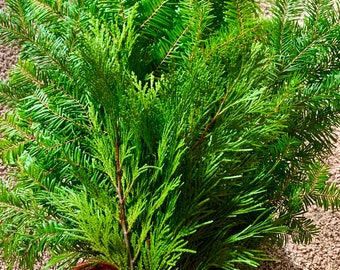 May include: A bundle of fresh evergreen branches tied together with a red and black plaid ribbon. The branches are a mix of pine and cedar.