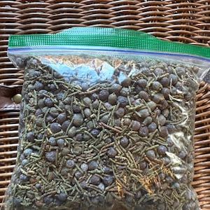 Dry organic juniper berries with a small green leaves