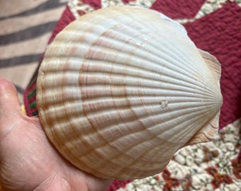 May include: A large, cream-colored scallop seashell with a ridged texture. The shell has subtle pink and brown hues and is held in a hand. The background features a patterned quilt.