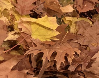 Organic Leaf Litter Mix: Oak and Maple, Terrarium Habitat