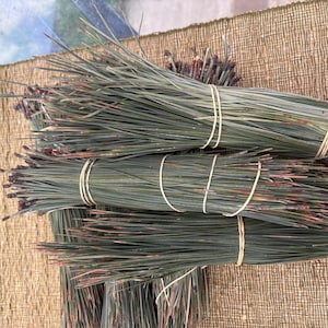 Light green, green long pine needles from PNW , for basket waving, art project