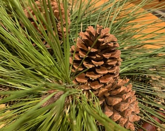 May include: A close-up of a pine branch with two brown pine cones. The pine needles are long and green, and the cones are large and textured.