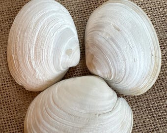 May include: Three large, white clam shells with textured surfaces. The shells are arranged in a triangular pattern against a brown, woven background. The shells have a natural, organic appearance.