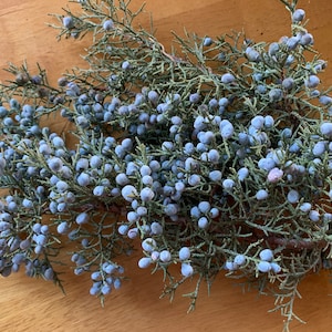 Juniper Branches with Berries, organic juniper tips, blue berries of juniper , stress reliever, medicine, home decor