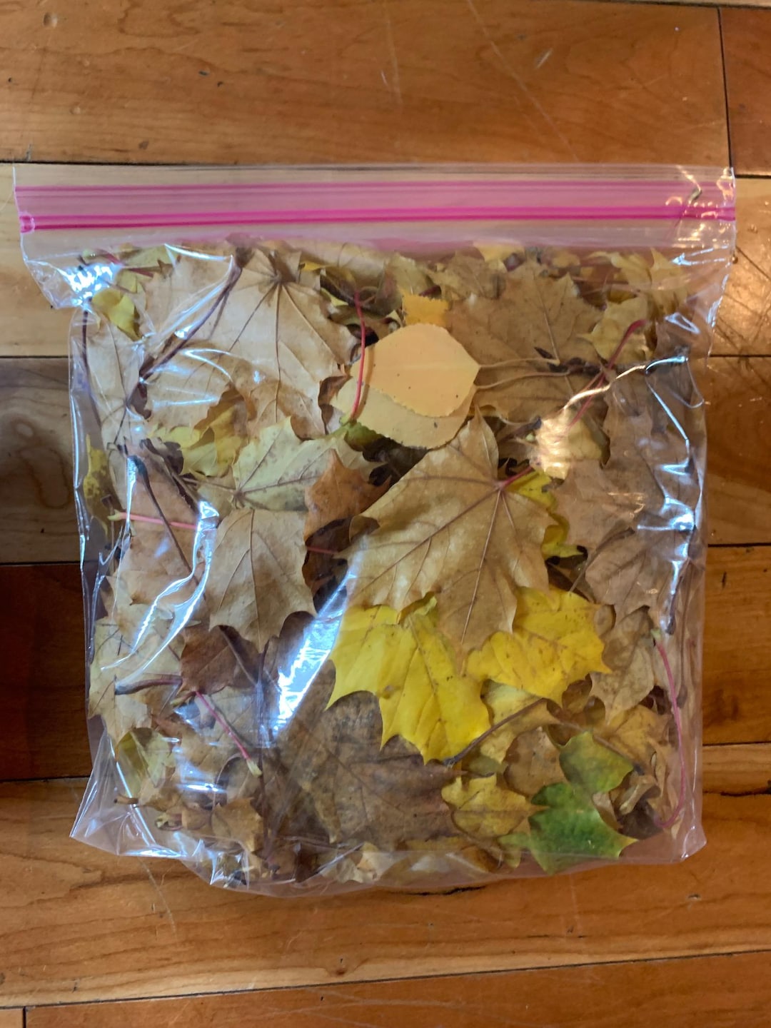 View of Organic Oak & Maple Leaf Litter: Small Animal Bedding - Etsy