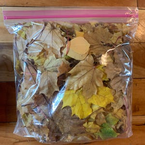 May include: A clear plastic bag filled with a variety of fall leaves in shades of yellow, brown, and green.