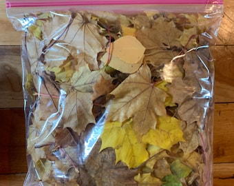 May include: A clear plastic bag filled with a variety of fall leaves in shades of yellow, brown, and green.