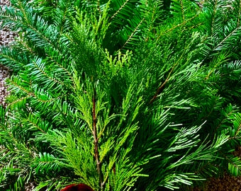 Fresh Western Cedar Branches, PNW  Evergreens