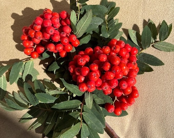 May include: A branch of rowan berries featuring two dense clusters of bright red, spherical fruit. The branch includes several pinnate leaves with a matte green finish and serrated edges. The woody stem is brown and extends from the lower right corner.