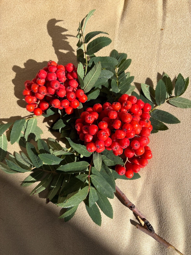 Organic Rowan Berries:  Mountain Ash, Fall Decor, Witchcraft Protection, fresh