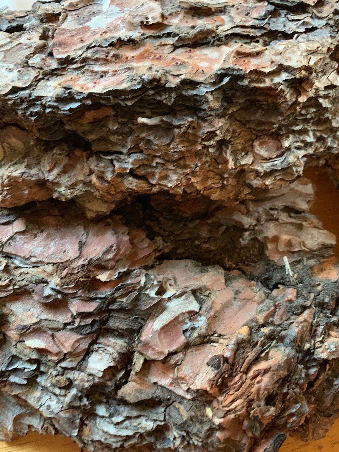 Ponderosa Pine Bark: Natural Craft Material, Terrarium Habitat, Rustic ...