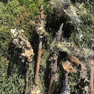 May include: Close-up of several sticks covered in various types of lichen, including a light green, a white, and a gray lichen. The sticks are lying on a bed of green grass.
