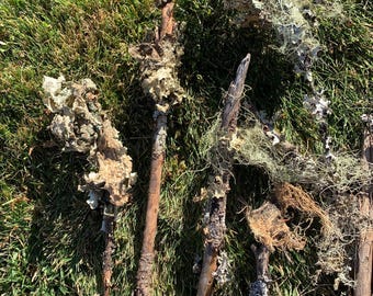 May include: Close-up of several sticks covered in various types of lichen, including a light green, a white, and a gray lichen. The sticks are lying on a bed of green grass.