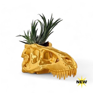 May include: Gold-coloured dinosaur skull planter with a small air plant growing inside. The planter is made of a 3D printed material and has a detailed skull design.