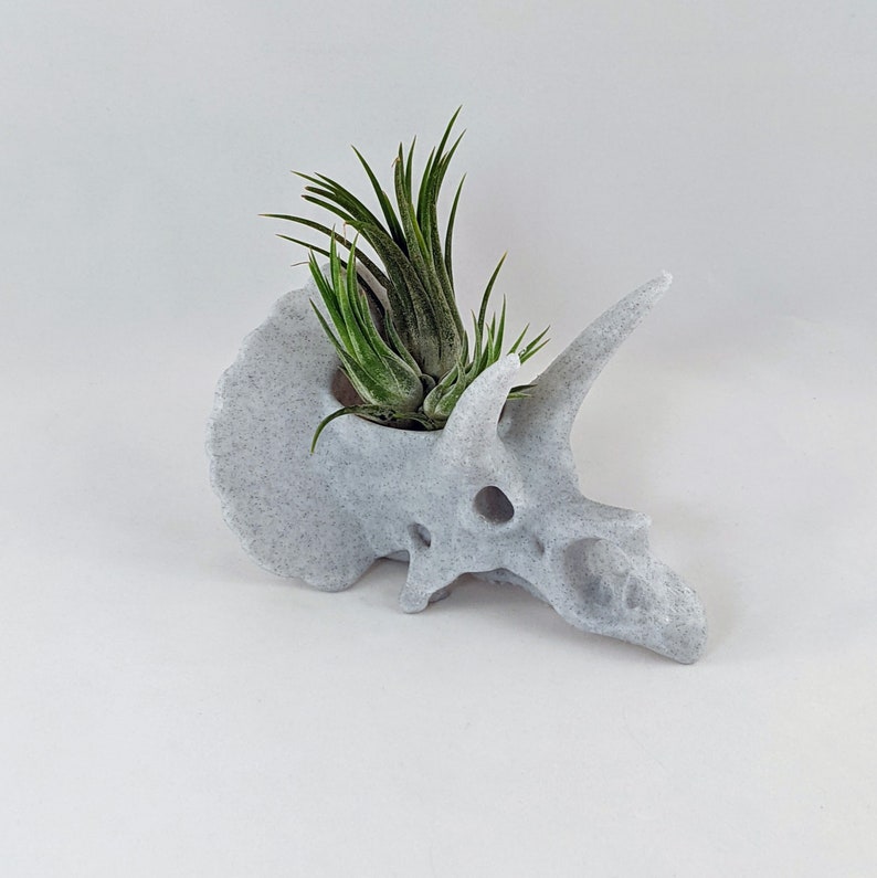 Triceratops schedel luchtplantenhouder, 3D-geprinte stegosaurus, succulente plantenbak cactussen, dinosaurusdecor afbeelding 4