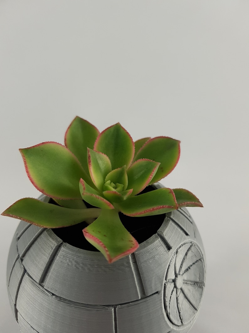 May include: A succulent plant with green leaves and red edges growing in a gray, 3D printed planter shaped like the Death Star from Star Wars.