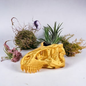Op de afbeelding: Een gouden dinosaurus schedel plantenpot met een kleine luchtplant die erin groeit. De pot staat op een wit oppervlak met gedroogde planten en mos eromheen.