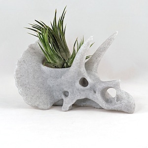 Triceratops Skull Air Plant Holder, 3D Printed Stegosaurus, Cacti Succulent Planter, Dinosaur Decor