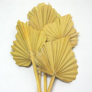 5 Stems Palm Frond Palm Spears natural frosted Decorative