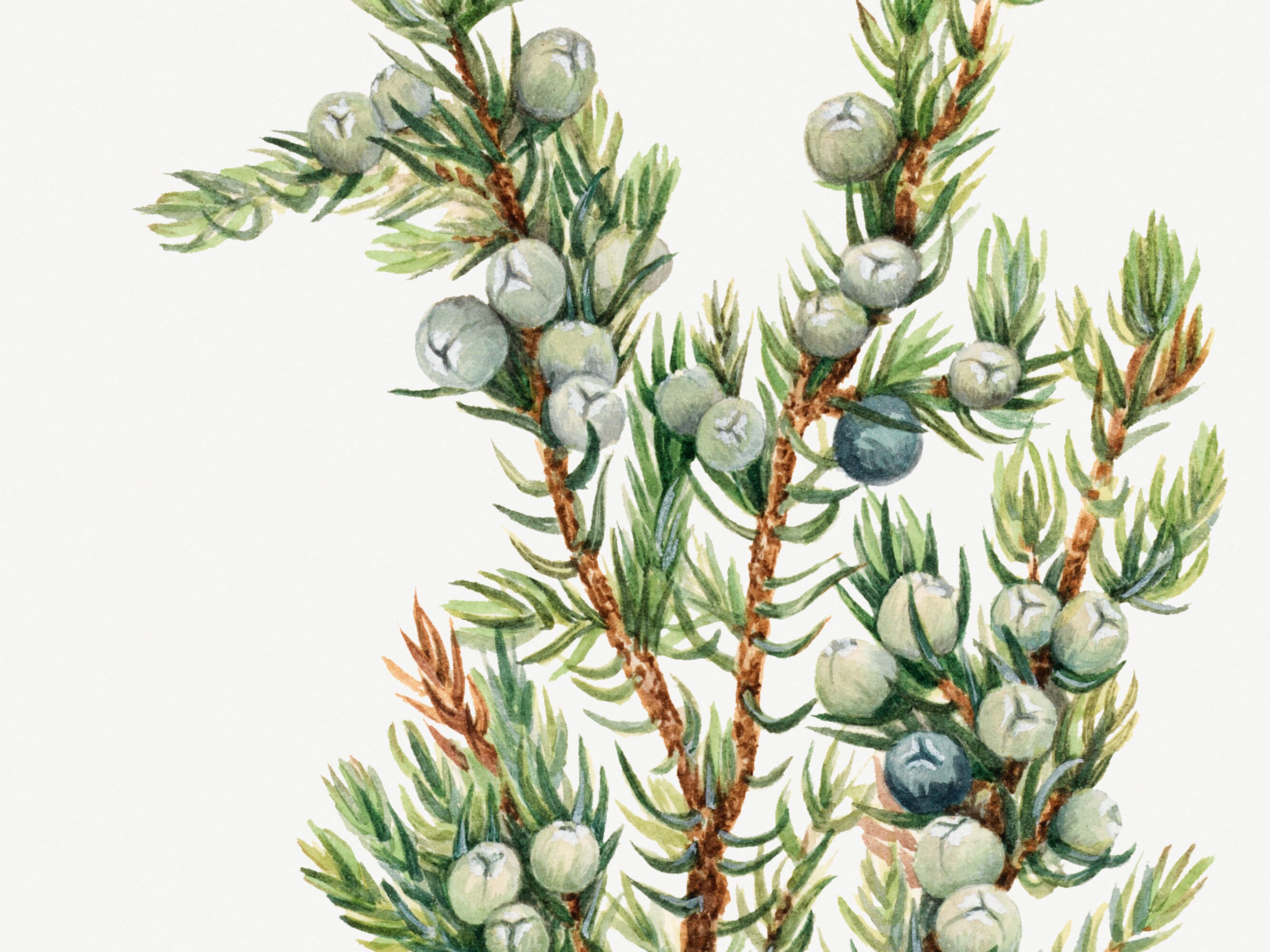 Botanical Tree Print Vintage Juniper Illustration Wall Art Etsy