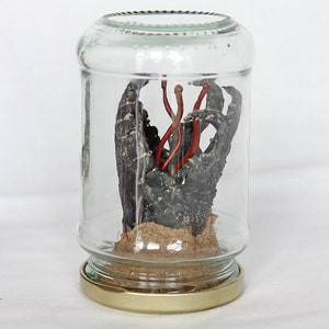 May include: A glass jar with a gold lid contains a dark, dried, claw-like object with red string-like objects inside. The jar is sitting on a white surface.