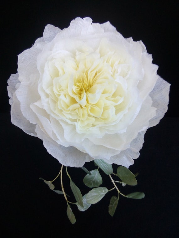 David Austin Rose Patience Etsy