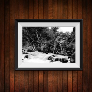 Yellowstone National Park - Black & White River