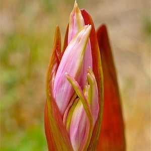 New Beginnings Flower Bud Card and Photopraph