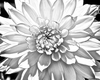 Dahlia B&W Card and Photograph