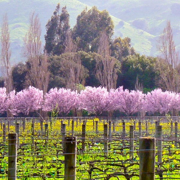 Fine Art Photograph "Wine Country Spring"
