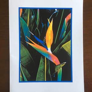 Bird of Paradise Card or Photograph